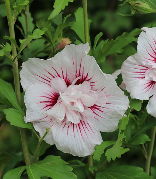 Hibiscus syriacus 'Starburst Chiffon' 1m kmienok